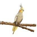 Bird perch Natural pepper wood seat branch Y-shape...