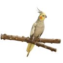 Bird perch Natural pepper wood seat branch Y-shape...