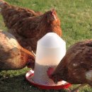 Futtertrog Futterautomat Geflügelfutterautomat für Hühner 1 oder 3 Liter